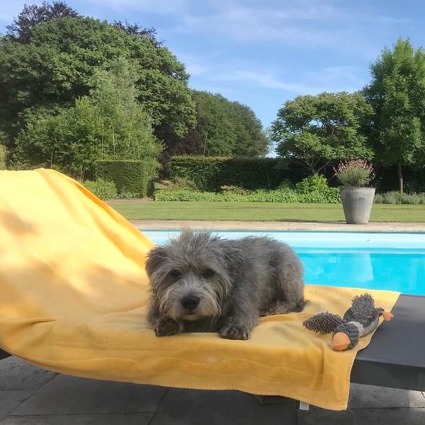 uw hond mee op vakantie naar Zuid-Frankrijk