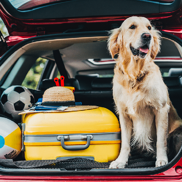 Uw hond mee op vakantie naar Zuid-Frankrijk